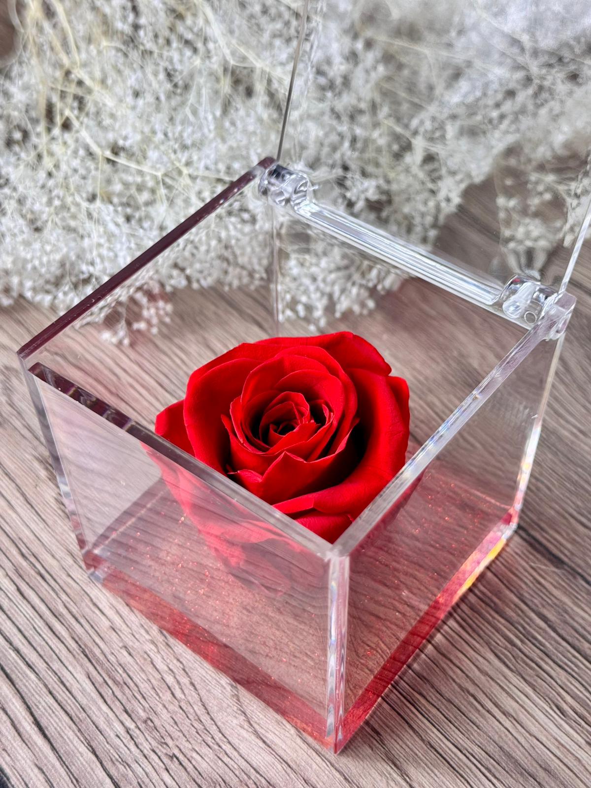 Rosa rossa in cubo da 8 cm