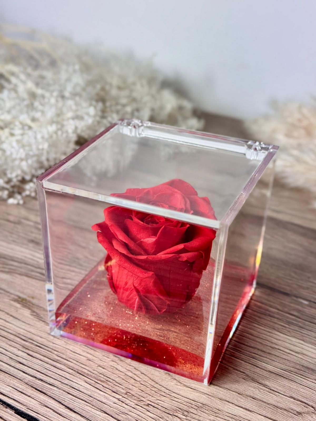 Rosa rossa in cubo da 8 cm