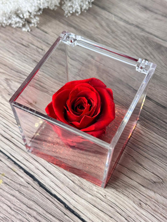 Rosa rossa in cubo da 8 cm