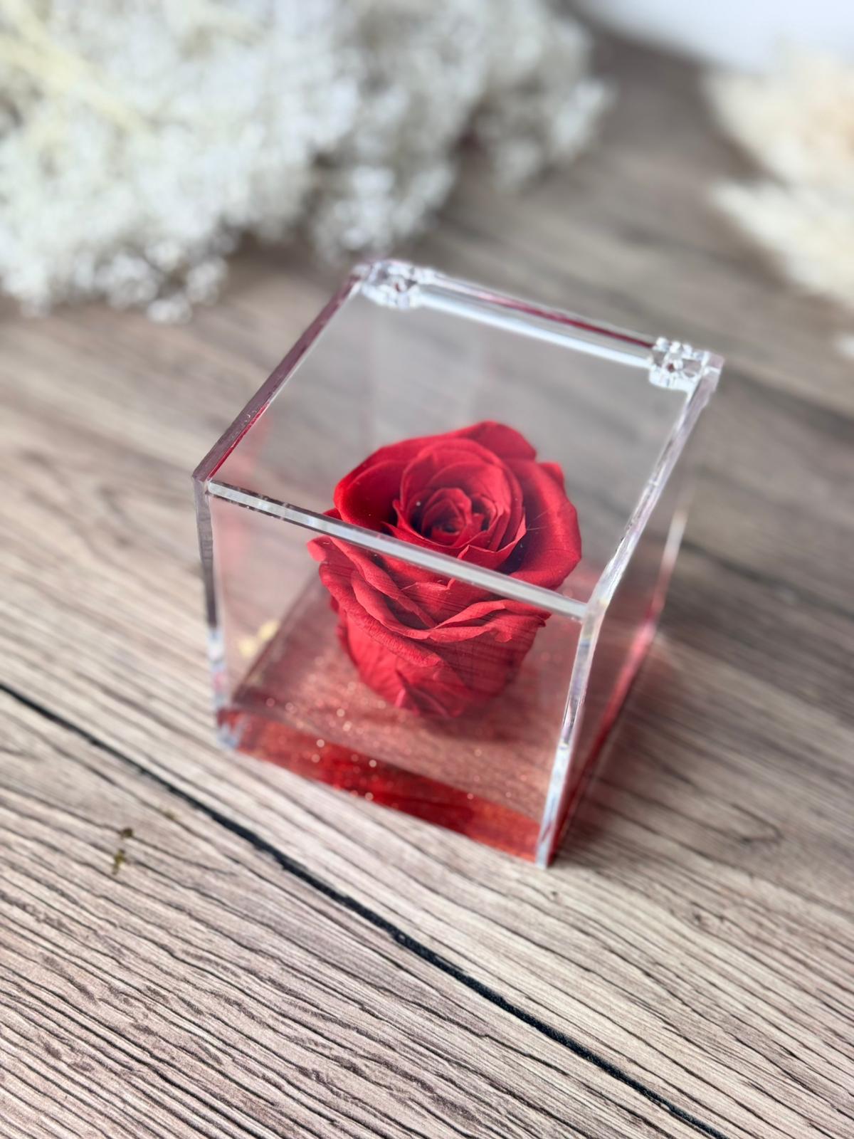 Rosa rossa in cubo da 8 cm