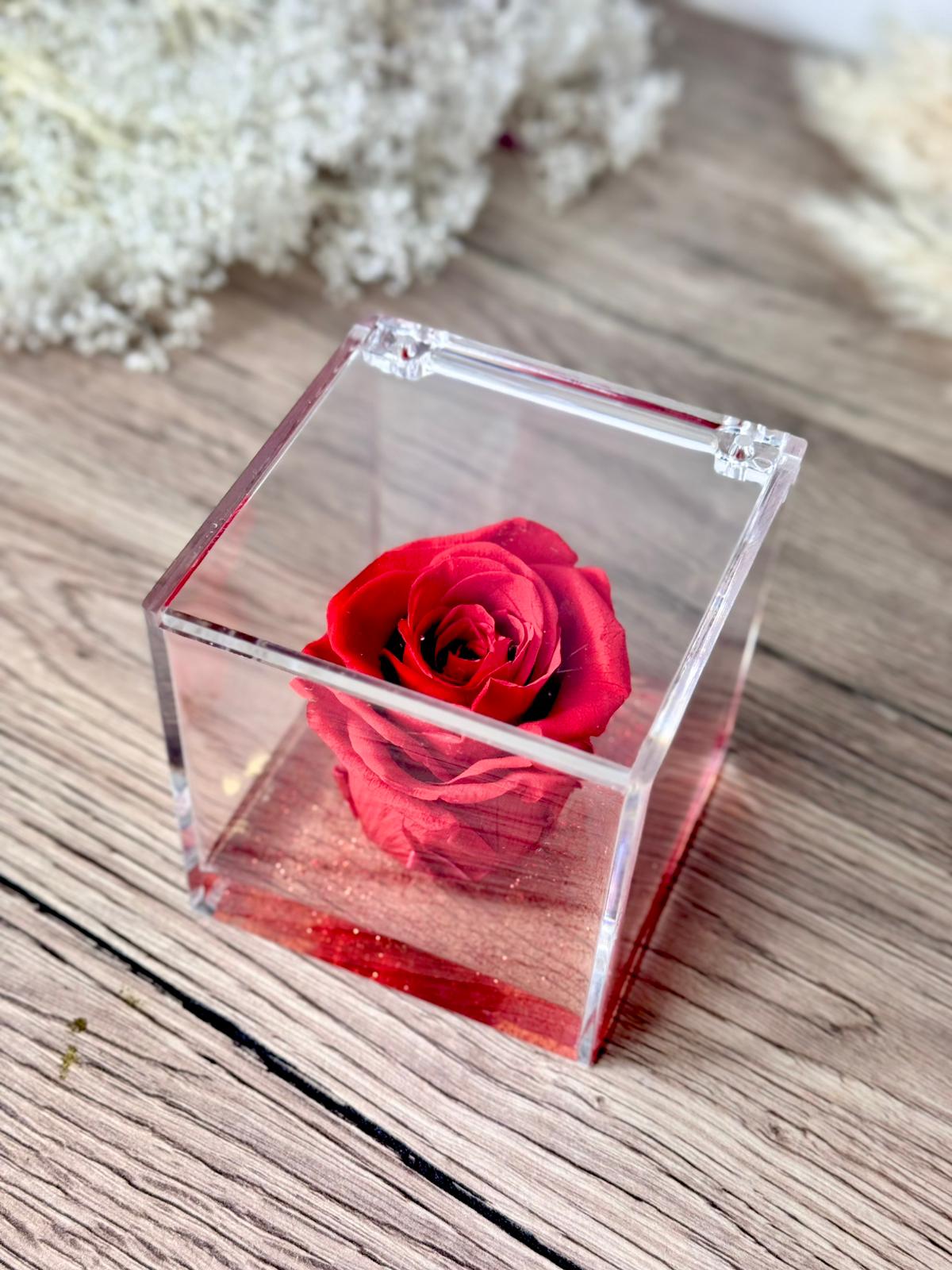 Rosa rossa in cubo da 8 cm